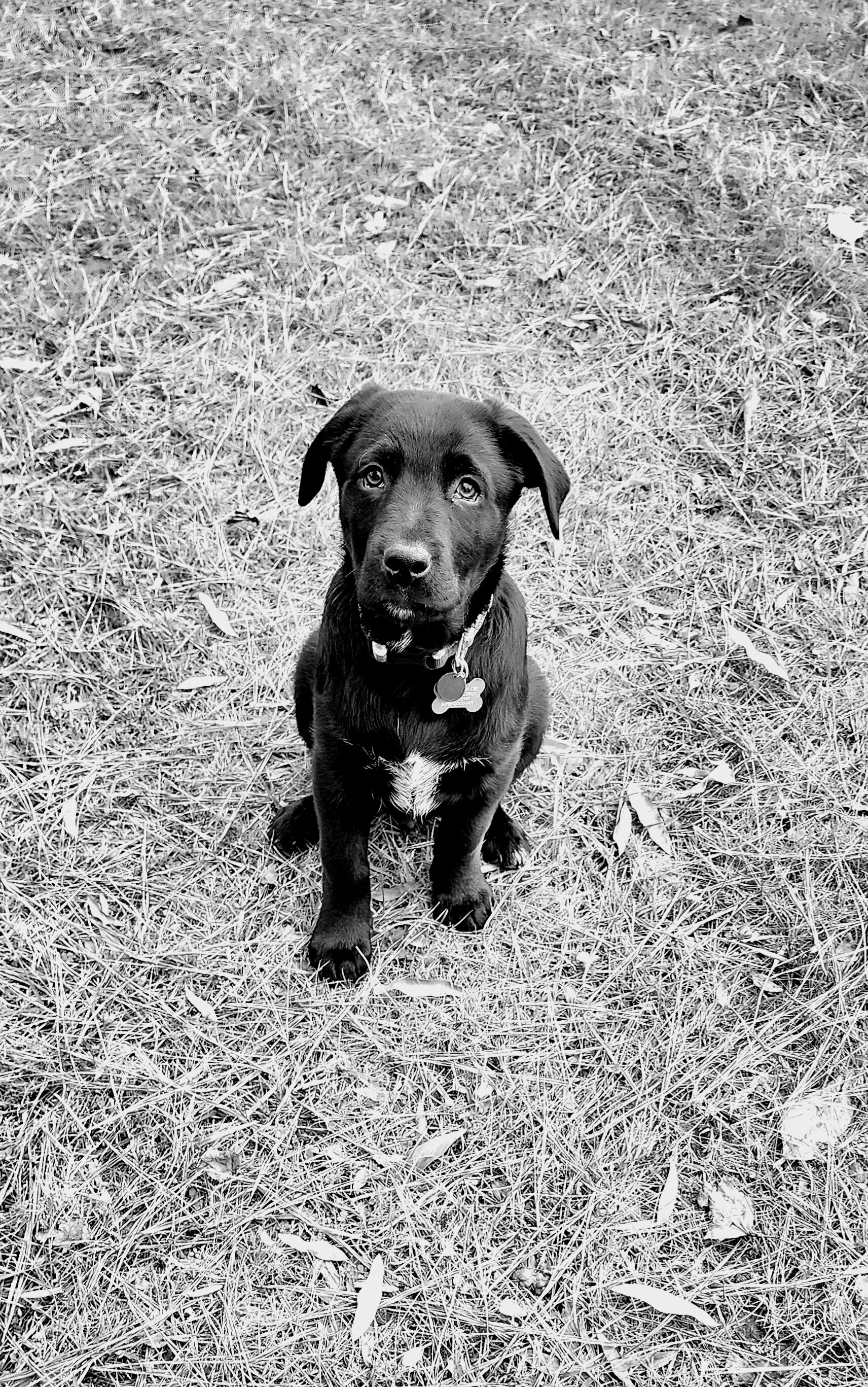 Basic Obedience Training