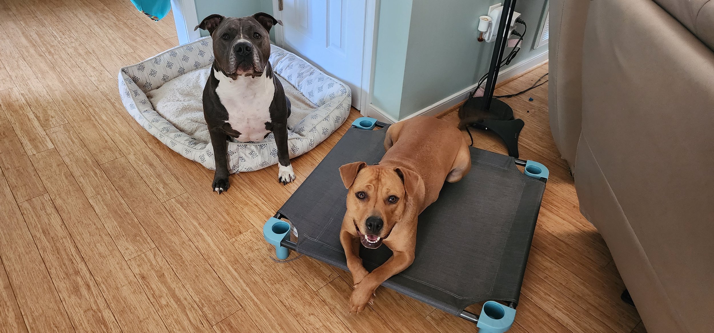 Behavior Modification